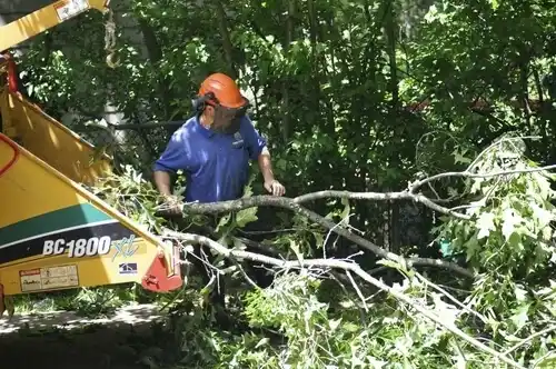 tree services Reile's Acres